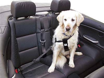  Cinturón de seguridad perro